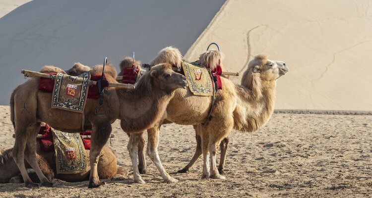 riding camels in Echoing Sand Mountain