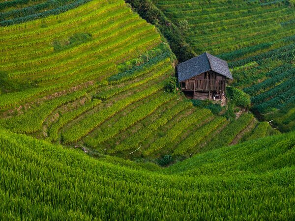 Longji Reisterrassen