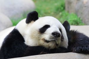 Pandas géant