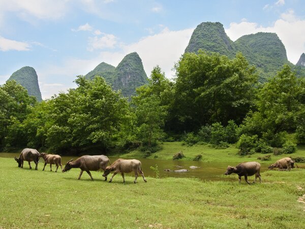 Paisajes rurales de Yangshuo