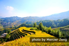 Les champs en terrasses de Longji