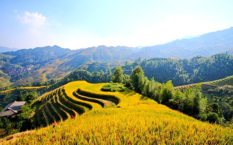 Longsheng Reisterrassen im Herbst