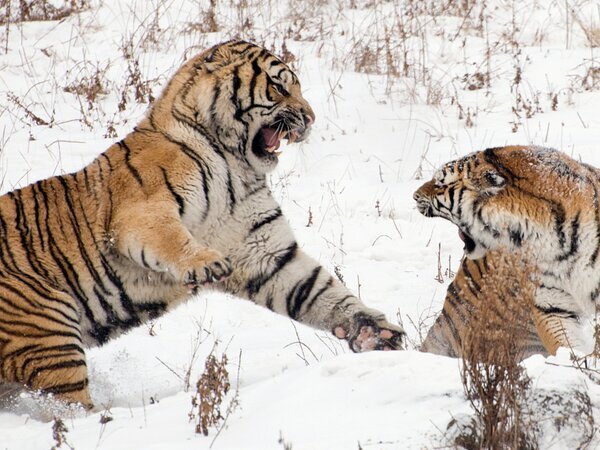 Tigres siberianos en el Parque de Tigres de Harbin