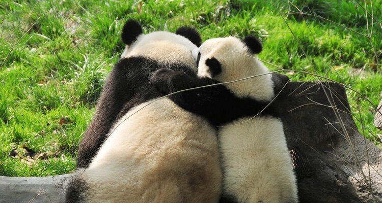 Mother Pandaand her baby