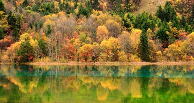 yellow forest and lake