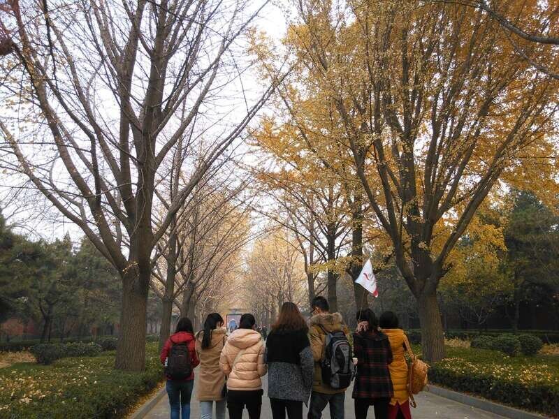 Herbst an der Ginkgo-Allee des Lama-Tempels