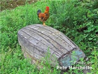 Chicken on boat in China