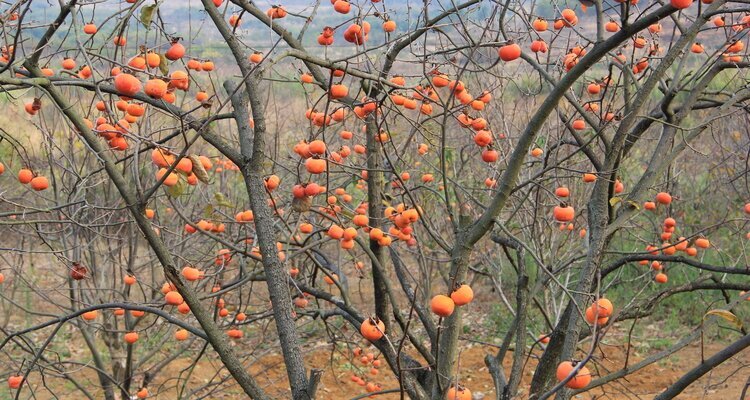 Persimmon Festival
