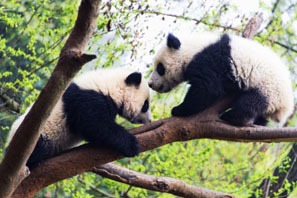 パンダについて13の面白い事実 Arachina中国旅行会社