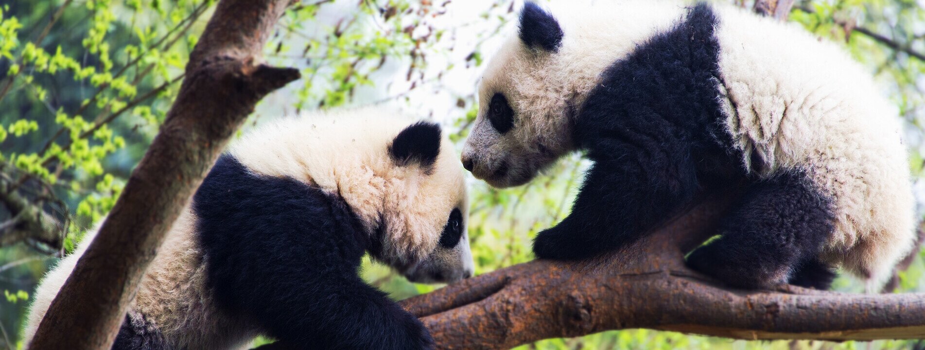 Pandabaere