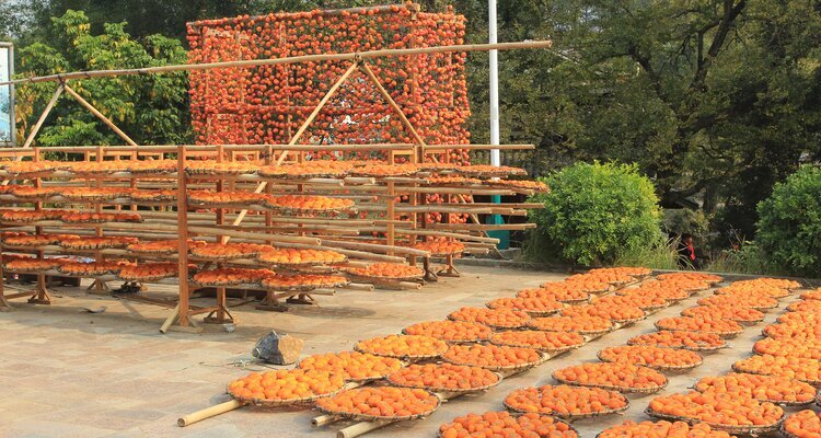 locals drying persimmons in the traditional way