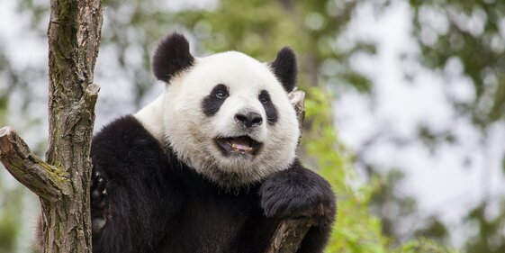Pandas géant
