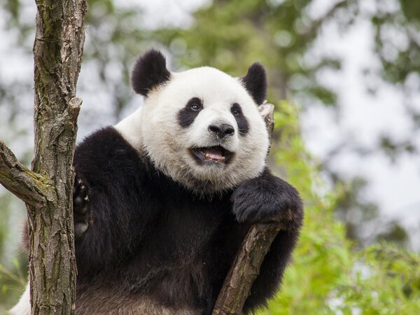 panda