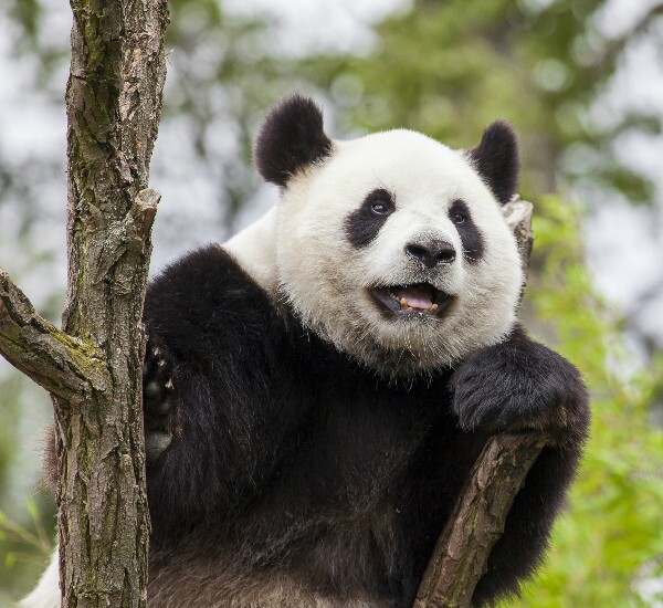 Chengdu Tours 2024/2025: TripAdvisor Top-Ranked Tours, Pandas and More