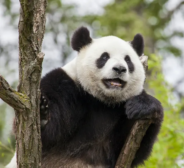 The hometown of giant pandas, giant pandas in Chengdu