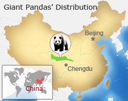 Image result for pandas in china