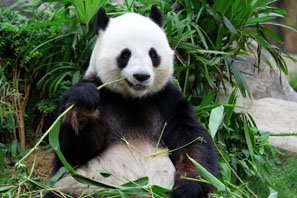 Un panda uriaș mănâncă bambus.