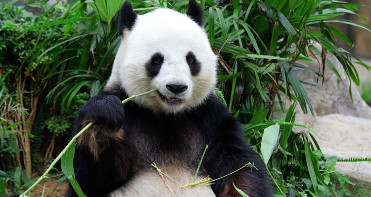 What Do Pandas Eat? And Other Fun Eating Facts