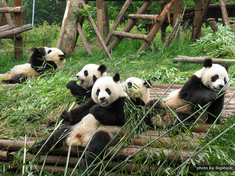 14 дней  Индивидуальные тур Пекин - Сиань - Ченду - Шанхай - Гуйлинь