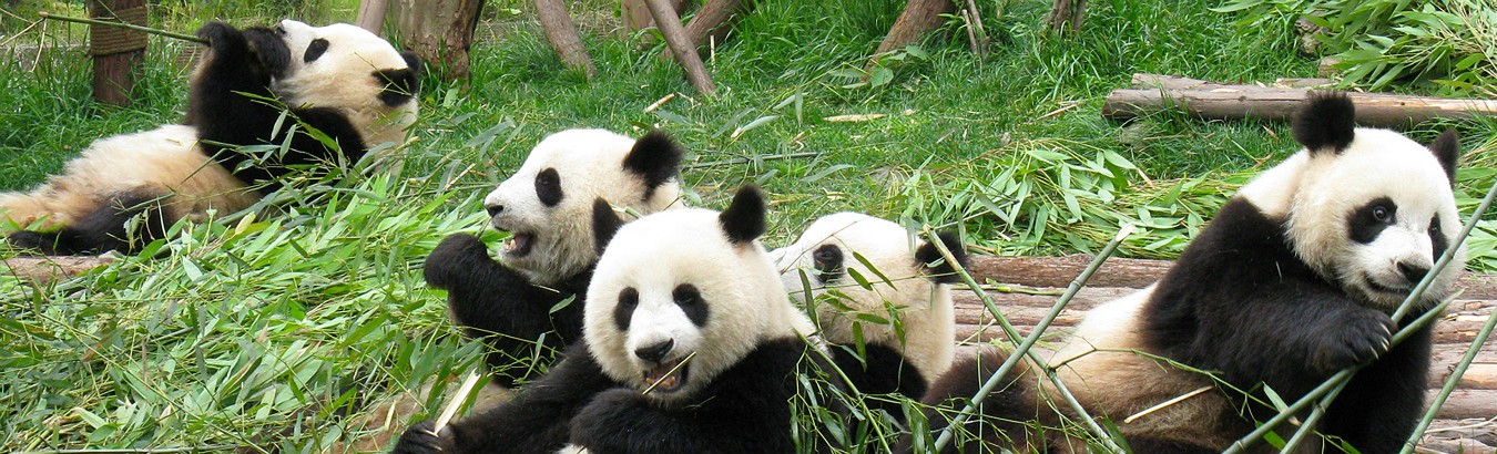 ジャイアントパンダ