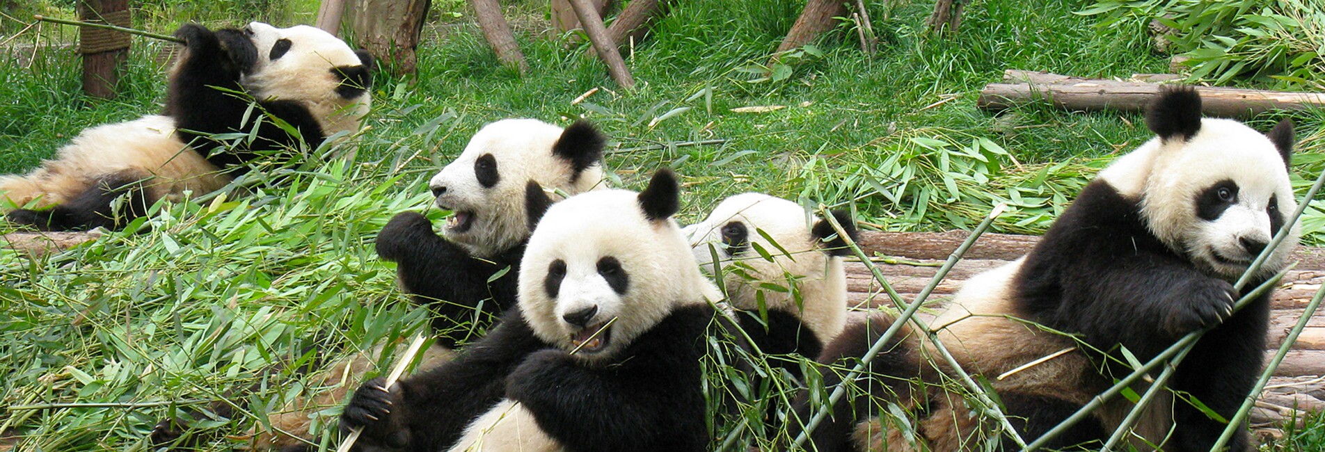 Родина панд. Заповедник панд в Китае. Сычуань панды. Резерваты гигантской панды в провинции Сычуань. Большая Панда в Китае.