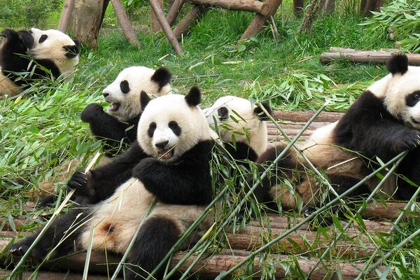 Los pandas son más activos y juguetones por la mañana.