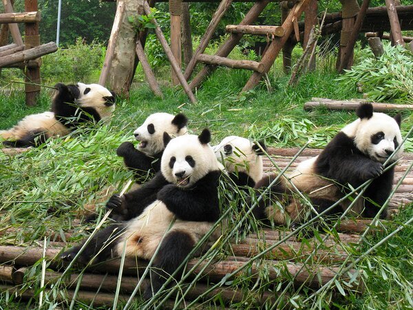 Osos panda de Chengdu