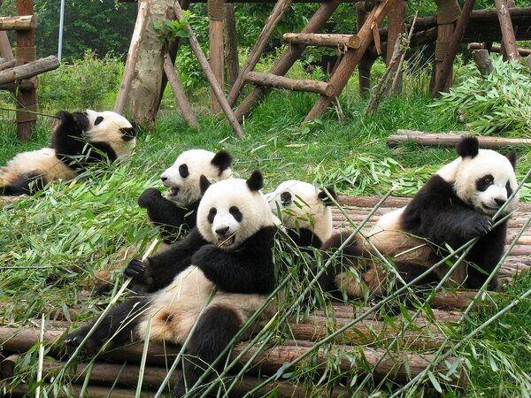 Pandas gigantes