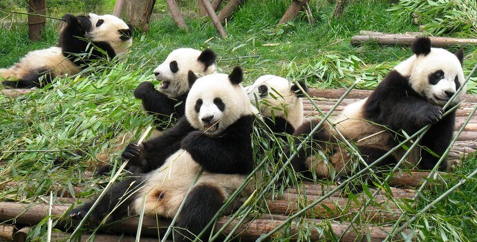 Pandas Lindos, Río Yangtze & Triángulo de Oro Tour