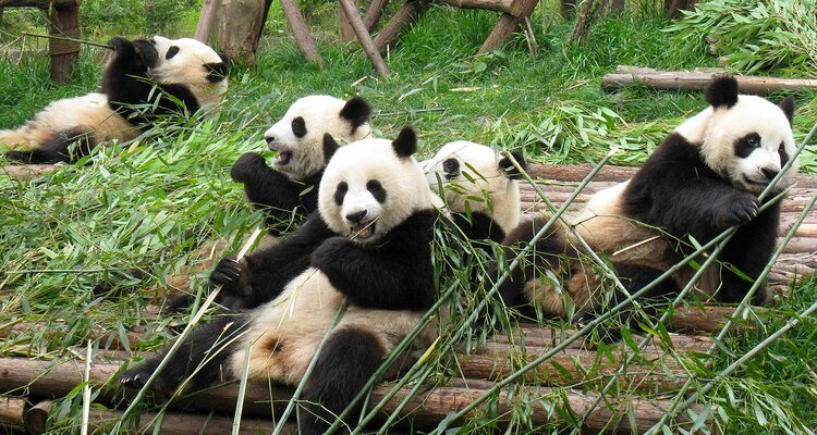Chengdu Panda Base