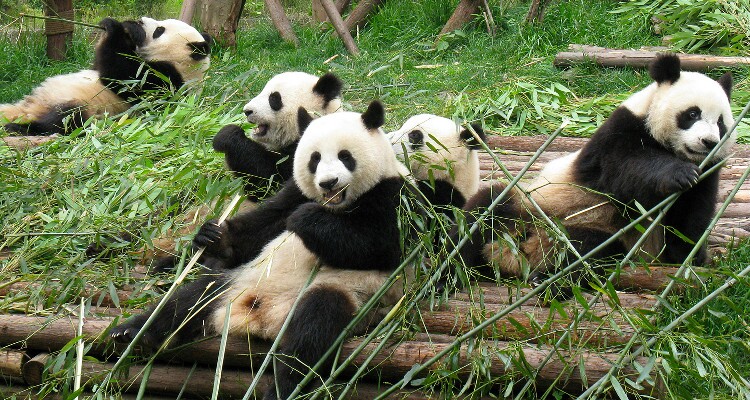 The Giant Panda at Giant Panda Breeding and Research Center