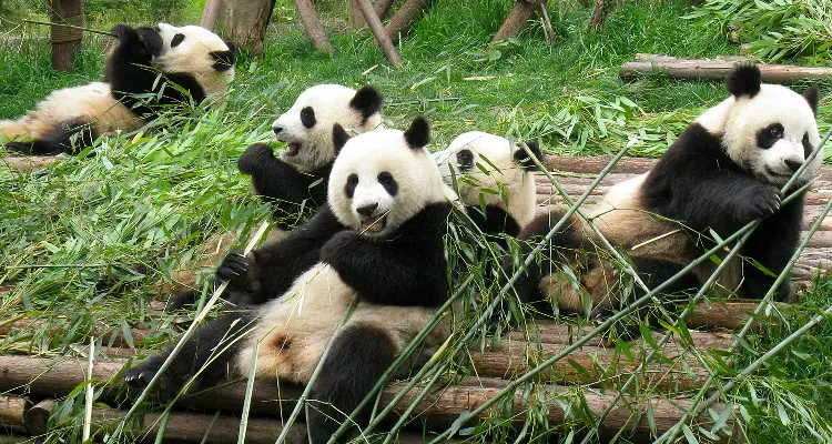 Giant Panda