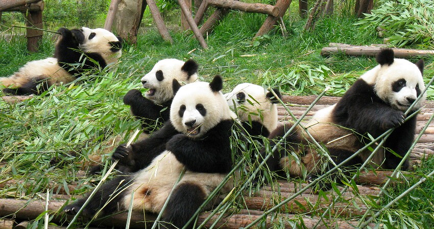 The Top 5 Chengdu Day Trips, Chengdu Day Tours