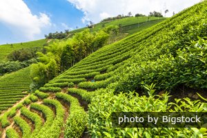 Plantation de thé