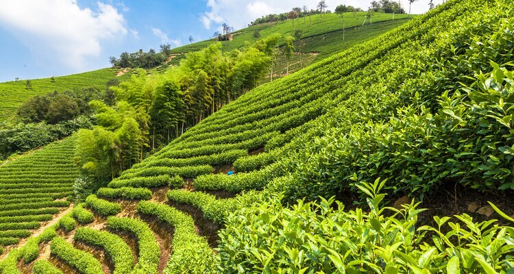 Sanjiang Mountain Tea Picking