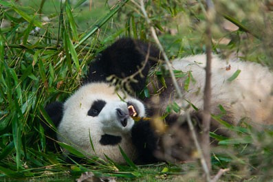 panda animale