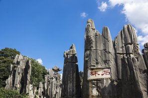 The Stone Forest
