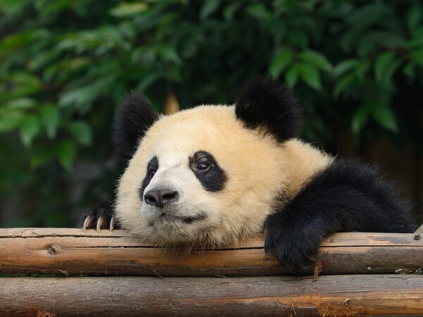 Viaggio a Chengdu