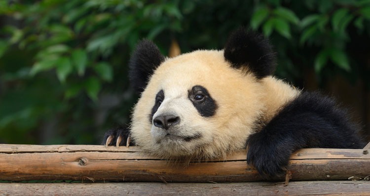 15 Fun Pandas Facts You Didn't Know (#7 Will Impress You)