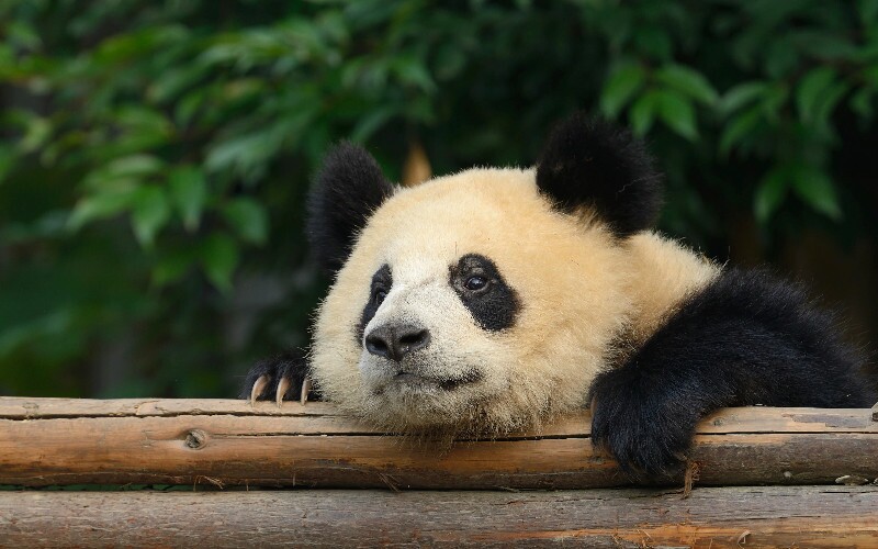Giant Pandas' Habitat Map