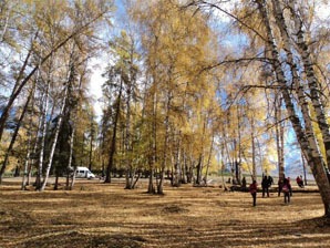 birch trees in Hemu Village