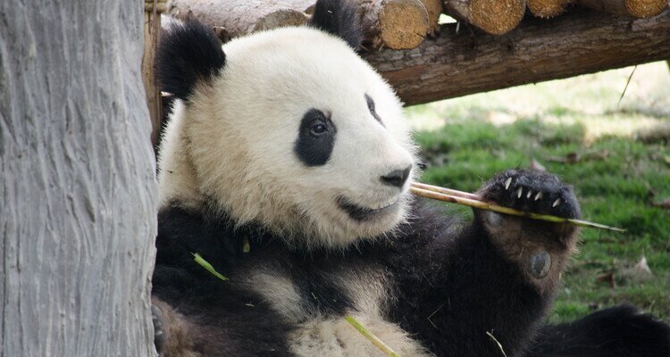 A baby panda is eating bamboo shoots.