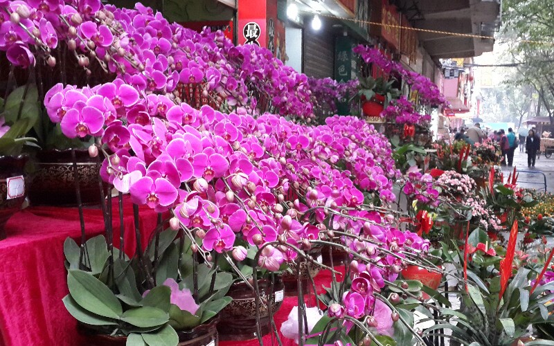 Chinese New Year Firecrackers with Spring Flower Blossoms