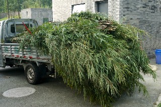 パンダの食物ー竹