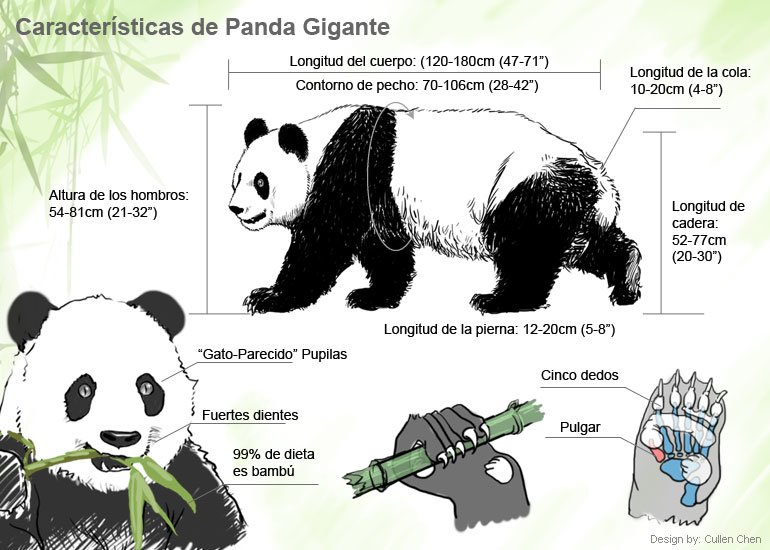 Características del oso panda
