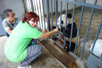 Волонтерские программы большой панды