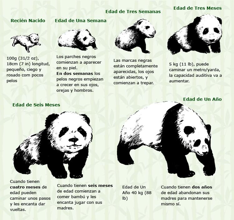 Proceso de Crecimiento de oso panda bebé
