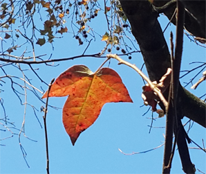 Best Places to See Fall Foliage in Guangzhou