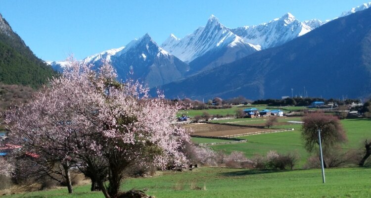 Peach Blossoms in Nyingchi