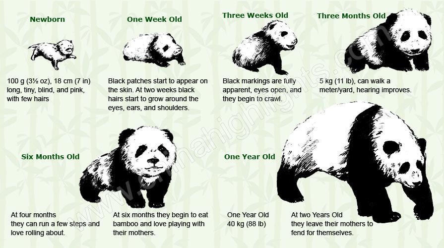赤ちゃんパンダの成長過程